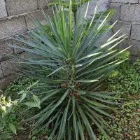 یوکا|گل و گیاه طبیعی|رودسر, |دیوار