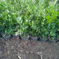 یاس سطل ۳ ریشه پرس قوی
