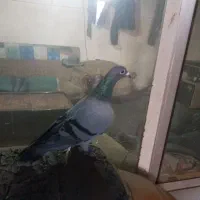 کبوتر|حیوانات|اردبیل, |دیوار