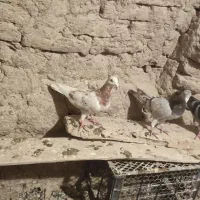 تکدو  کوهی. پرشی