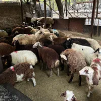 پخش گوسفند زنده کل تهران