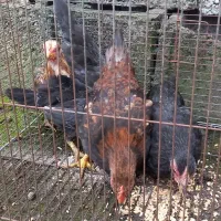 مرغ خروس بالغ ، جوجه ۵ ماهه جاپنیز پاکوتاه|حیوانات مزرعه|رشت, حومه رشت|دیوار