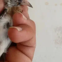 فروش 25عدد سره فروشی|پرنده|ملایر, |دیوار