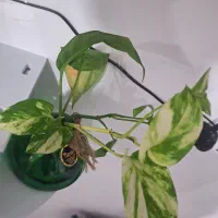 سبز پتوس و زعفرانی|گل و گیاه طبیعی|برازجان, |دیوار