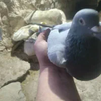 کبوتر پلاکی|پرنده|معمولان, |دیوار