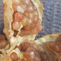 محصول انار|فعالیت داوطلبانه|کرمان, |دیوار