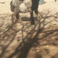 میش قوچ بره ماده ترکی اصل|حیوانات مزرعه|کوهرنگ, |دیوار