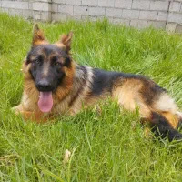 فروش سگ ژرمن