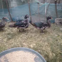 اردک اسراییلی سنگین وزن|حیوانات مزرعه|سنگر, |دیوار