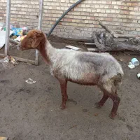 میش (بره)