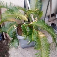 گل سیکاس