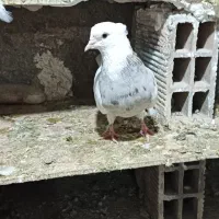 کبوتر|پرنده|کرمانشاه, |دیوار