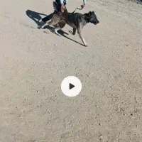 سگ سرابی|سگ|بستان آباد, |دیوار