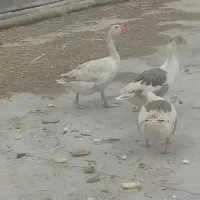 غاز نر و ماده
