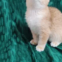 پسر کوچولوی بغلی|گربه|کرج, شهرک امام رضا (ع)|دیوار