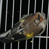 سهره دوسال قفس و رام