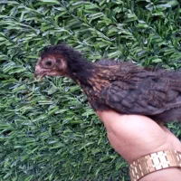 جوجه 70 روزه محلی اصل