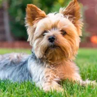 سگ یورکشایر مینیاتوری نر