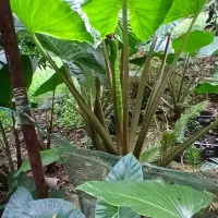 فروش گل سیکاس و بالا آدم با قیمت مناسب|گل و گیاه طبیعی|گتاب, |دیوار