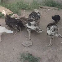 جوجه بوقلمون 4ماهه|حیوانات مزرعه|سیرجان, |دیوار
