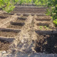 فروش باغ انگور و میوه