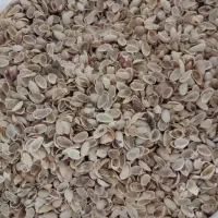 پوست پسته خرید ارم