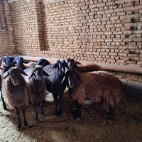 گوسفند زنده