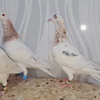 ۱۶تاسار گردن زرد همه نر|پرنده|مشهد, قائم|دیوار