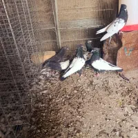 کبوتر سینه سیاه .دم‌سفید .کله ای نر