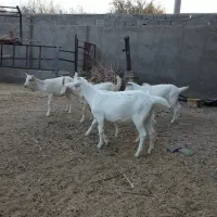 فروش کره استثنایی