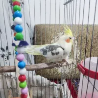 عروس هلندی دوکت با قفس|پرنده|دهلران, |دیوار