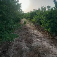 یک-قطعه-زمین-باغ-ویلا-1350-متر-درخت-دار-فروشی