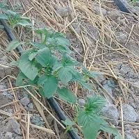 فروش کنجد محلی درجه یک