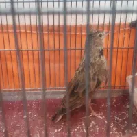 س ه ر ه خ ا ک ی|پرنده|تهران, تهرانسر شمالی|دیوار