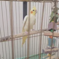 طوطی عروس هلندی|پرنده|رشت, کوی فرهنگیان|دیوار