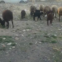 جوان میش با بره خرج خوره