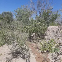 باغ میوه|فروش خانه و ویلا|گاریزات, |دیوار