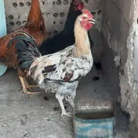 حیوانات اهلی
