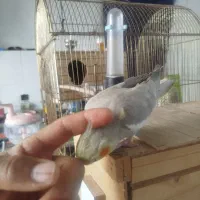 عروس هلندی خونگی|پرنده|هشتگرد, سیف آباد|دیوار