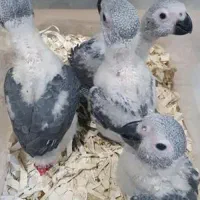 جوجه کاسکوی سرلاکی تحویل یک ماهگی