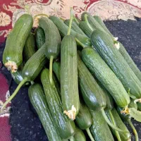 خیار گلخانه‌ای درجه یک