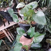 گل کاکتوس و...|گل و گیاه طبیعی|قوچان, |دیوار