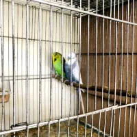 مرغ عشق انگلیسی مولد