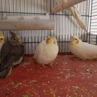 ۴ تا جوجه عروس هلندی