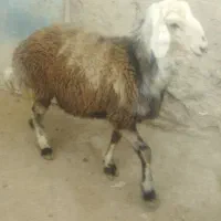 بره پرواری