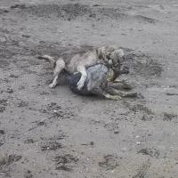 سگ پژدر قد مثبت 90