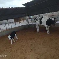 فروش گاو ماده و گوساله‌ی ماده