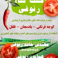 تنبک درجه یک موجوده
