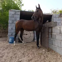 کره دره شورمادیون بااصالت