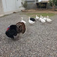 فروش  بوقلمون برنز  وغاز